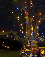 Christmas Tree Golden Gata Park